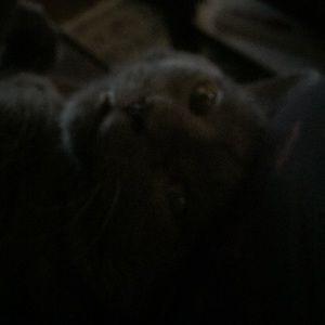 Meet your Posher, Carmen